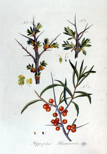 Sea-buckthorn-plant-illustration-- health benifits times